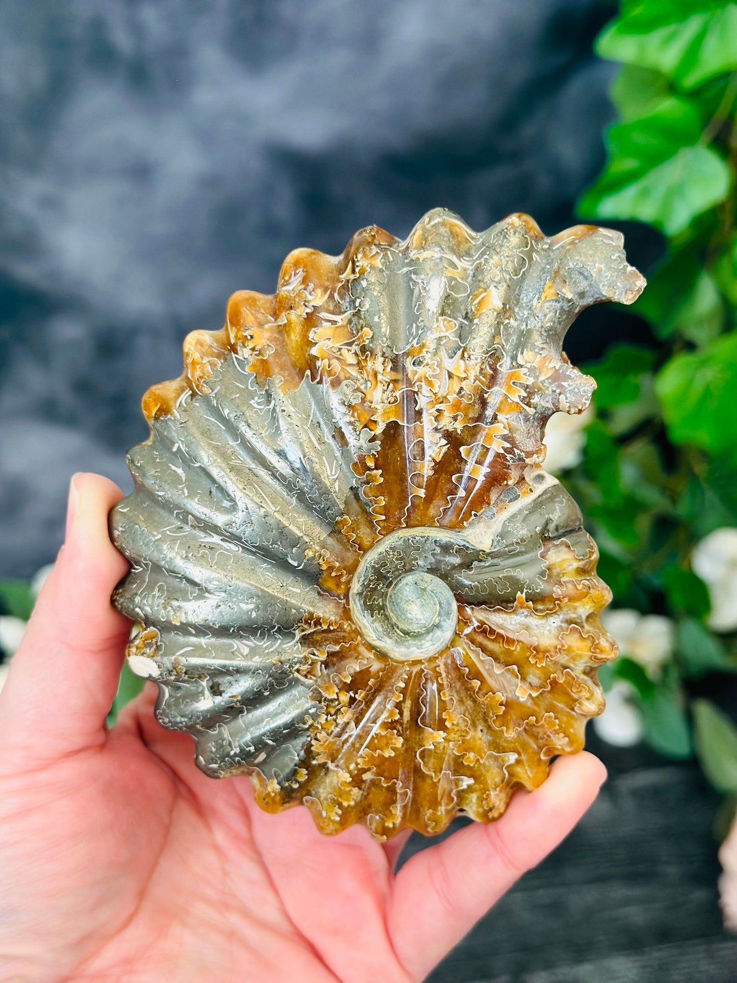 Ammonite Fossil with Pyrite