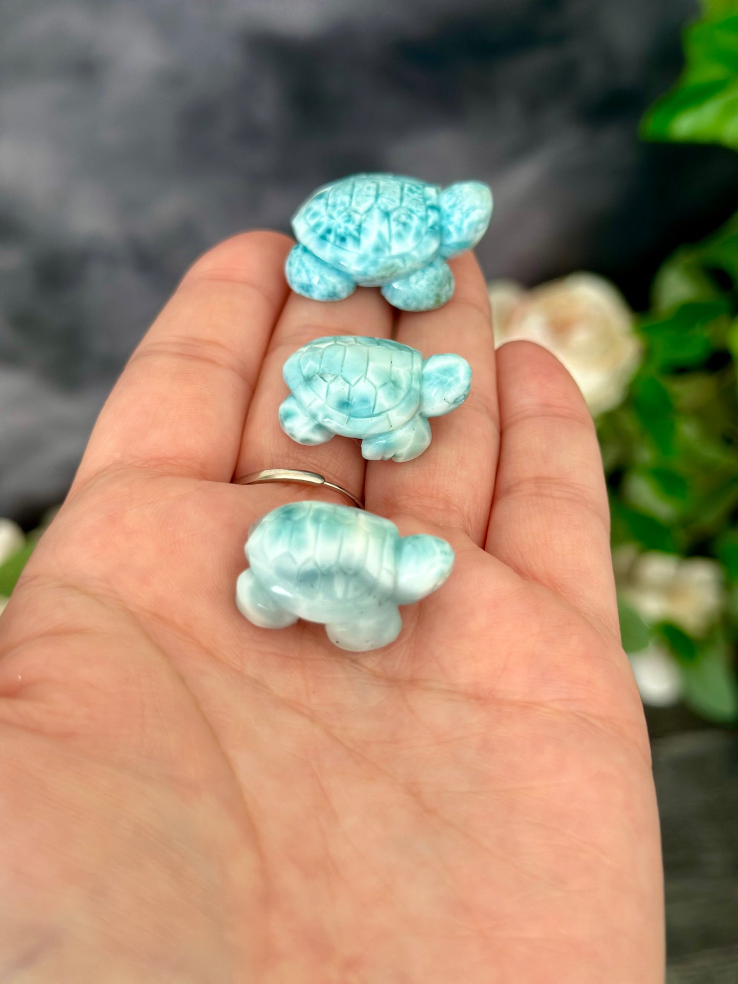 HQ Larimar Turtle