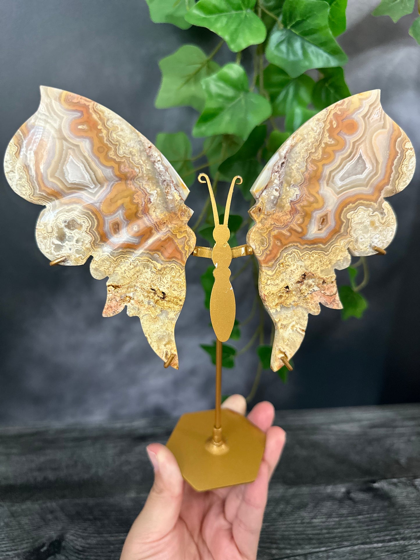 Crazy Lace Agate Butterfly Wings